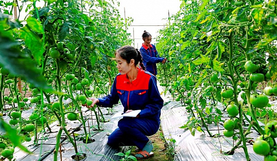 Adding 2 Large-Scale High-Tech Agricultural Projects in Tay Ninh