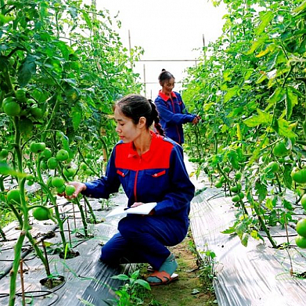 Adding 2 Large-Scale High-Tech Agricultural Projects in Tay Ninh